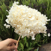 Load image into Gallery viewer, Hydrangea Branch 16-20cm/ Head  Natural Dried flowers ,DIY Eternal Wedding Marriage Floral ,Home  Gift Box Decor
