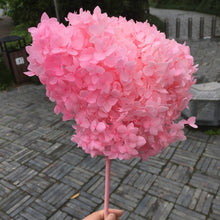 Load image into Gallery viewer, Hydrangea Branch 16-20cm/ Head  Natural Dried flowers ,DIY Eternal Wedding Marriage Floral ,Home  Gift Box Decor
