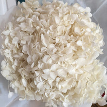 Load image into Gallery viewer, Hydrangea Branch 16-20cm/ Head  Natural Dried flowers ,DIY Eternal Wedding Marriage Floral ,Home  Gift Box Decor
